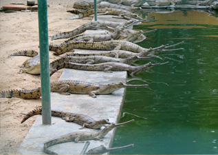Chambal-Safari