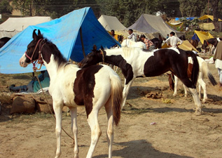 Bateshwar Cattle Fair