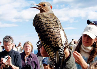 Bird Festivals