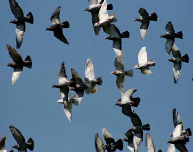 Pigeon Flying