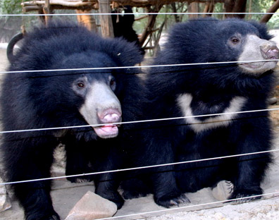 Bear Rescue Centre