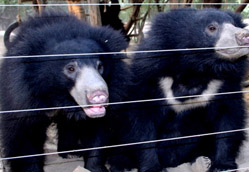 Bear Rescue Centre