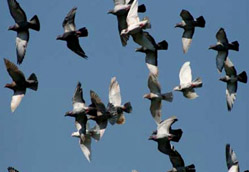 Pigeon Flying