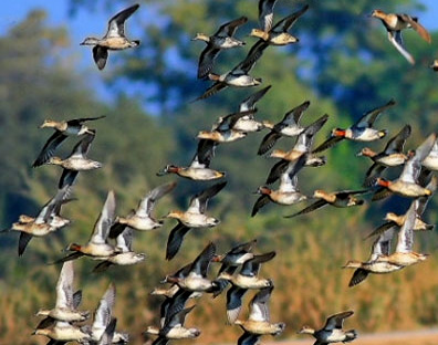 Bharatpur Birrd Sanctuary