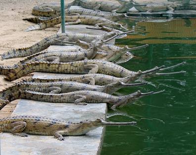 Gharials Breeding Centre